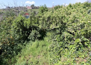Giardino - Terreno agricolo Via Civì
 
33, Fiumefreddo di Sicilia - foto 3