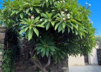 Foto 41 - Villa Via Lago
 
snc, Pantelleria - foto 41