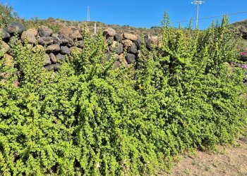 Foto 49 - Villa Via Lago
 
snc, Pantelleria - foto 49