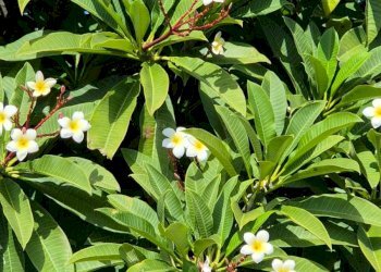 Foto 50 - Villa Via Lago
 
snc, Pantelleria - foto 50