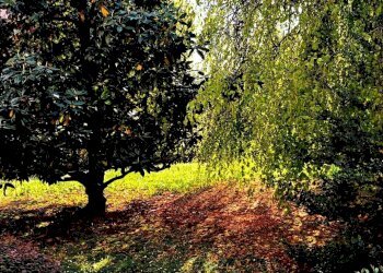 Foto 10 - Trilocale Lanzi
 
51, Cornate d'Adda - foto 10