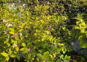 Two-room apartment Milano - photo 16