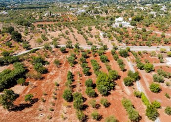 Foto 23 - Villa Contrada Scarciglia
 
236, Monopoli - foto 23