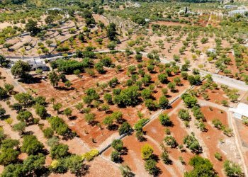 Foto 24 - Villa Contrada Scarciglia
 
236, Monopoli - foto 24