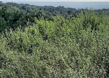 Foto 15 - Casa indipendente via dell'Erbaio
 
10, Guardistallo - foto 15