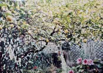 giardino - Appartamento corso degli Inglesi, 244, Sanremo - foto 53