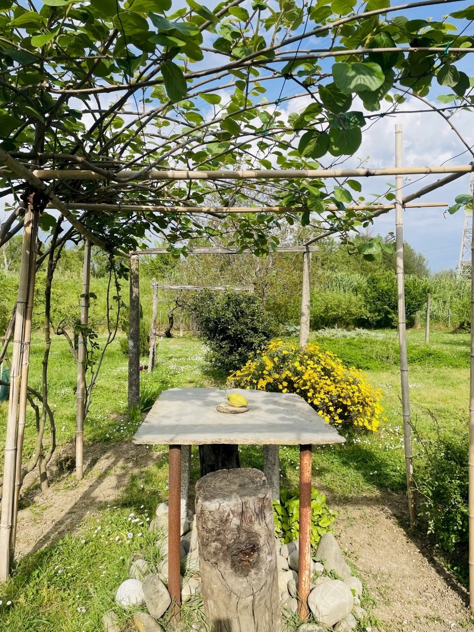 IMG_8645.jpeg - Agricultural land Arcola - photo 1