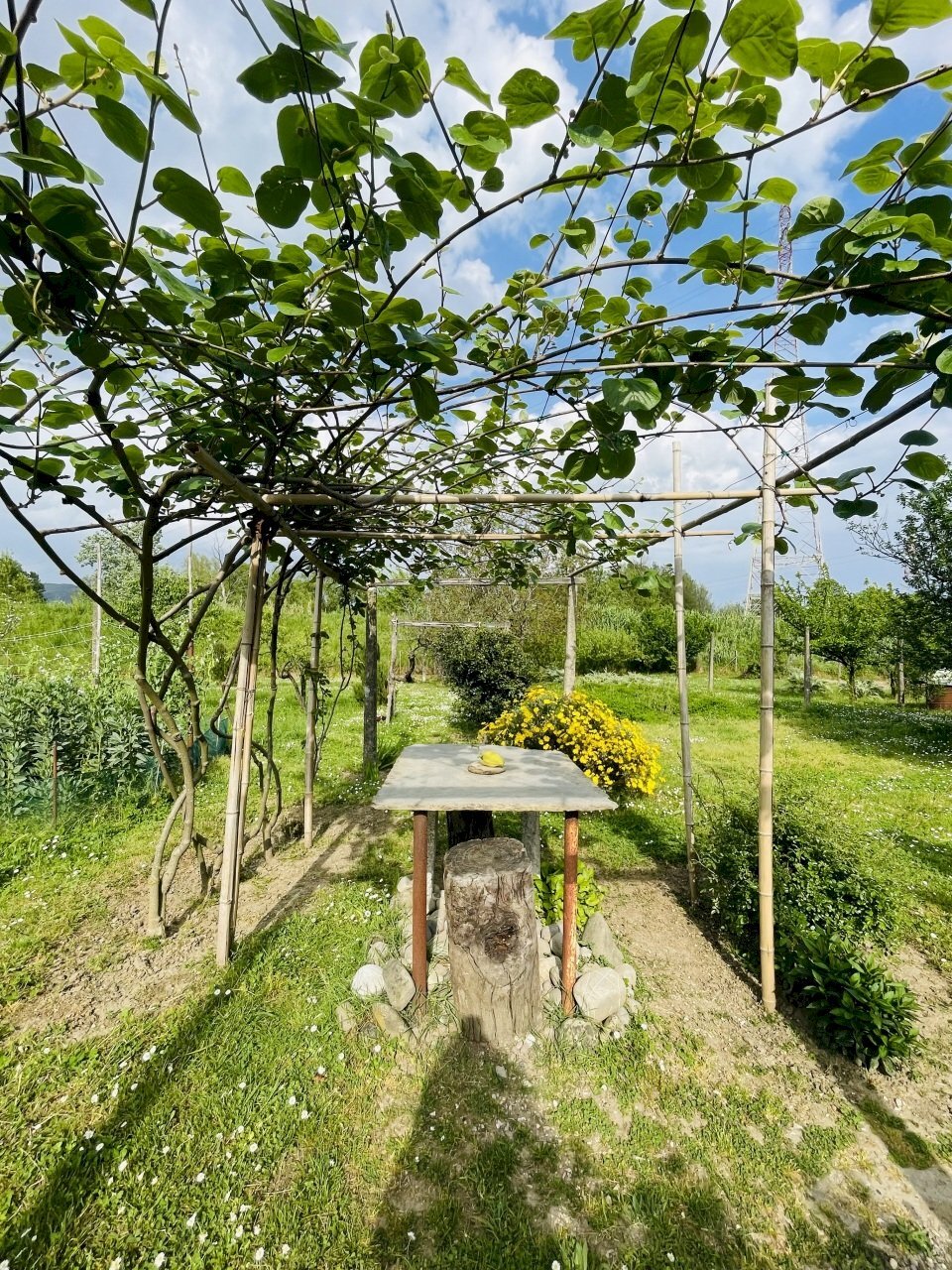 IMG_8646.jpeg - Agricultural land Arcola - photo 2