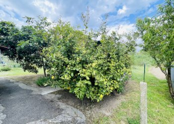 IMG_8655.jpeg - Terreno agricolo Arcola - foto 10