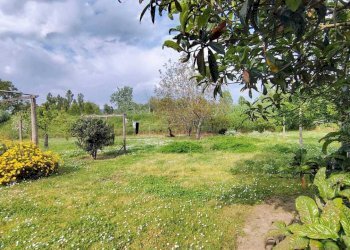 b91eece0-0add-462a-ba22-093231005854.jpg - Terreno agricolo Arcola - foto 13