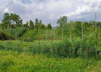 d8fb2418-ecf8-4895-aba0-c74aa8ad759e.jpg - Terreno agricolo Arcola - foto 14