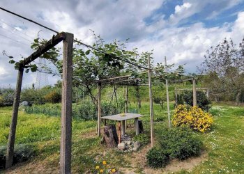 e20a214e-282f-4b10-9a44-049a6e36148a.jpg - Terreno agricolo Arcola - foto 15