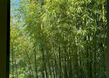 WhatsApp Image 2026-04-17 at 12.45.13.jpeg - Rustic Pontremoli - photo 18