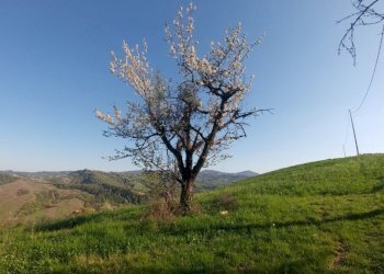 PODERE Monte San Pietro (20).jpg - Rustico Via Castello 45, Monte San Pietro - foto 21