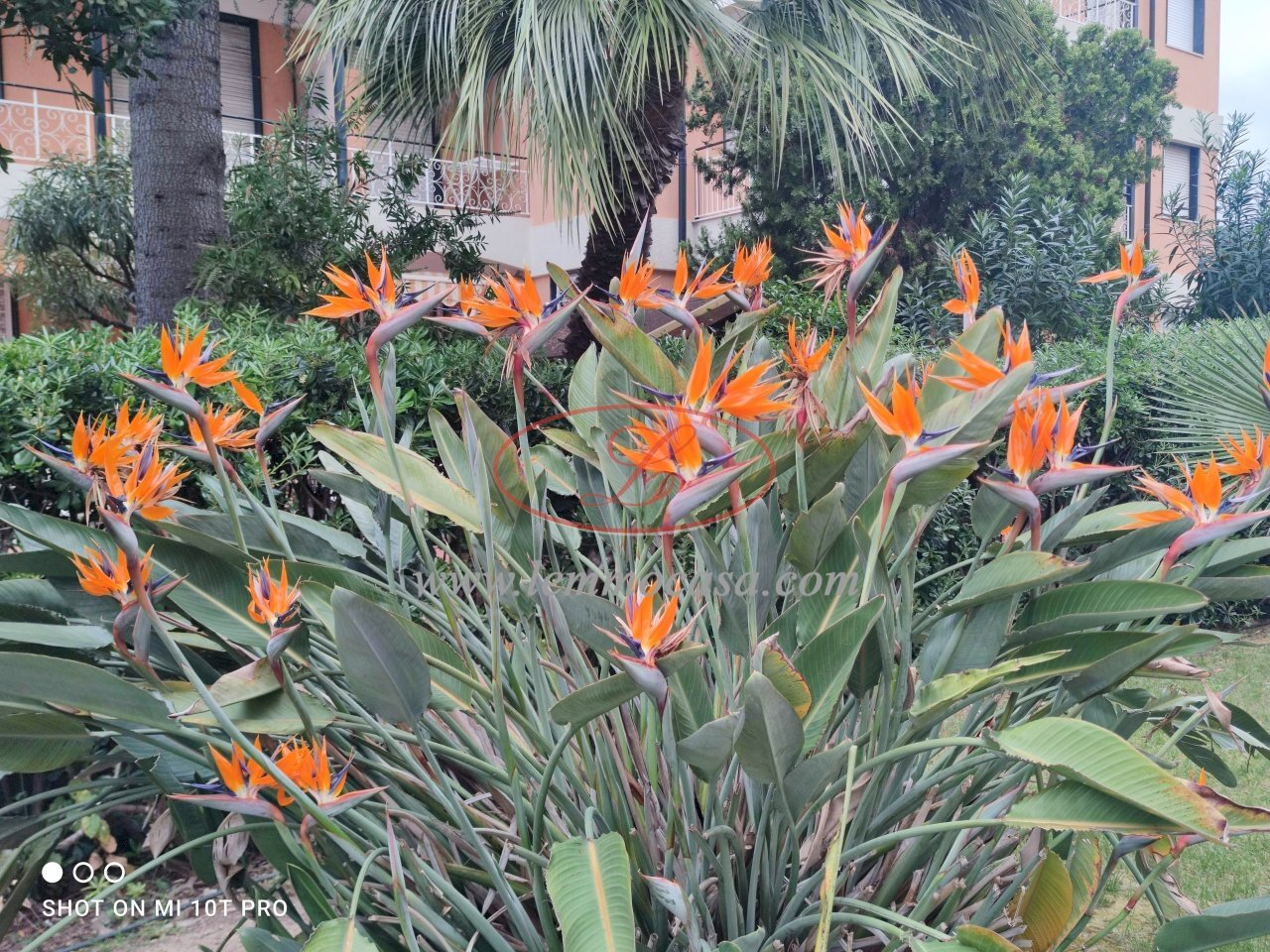 Monolocale Via Aurelia 84, San Bartolomeo al Mare - foto 2