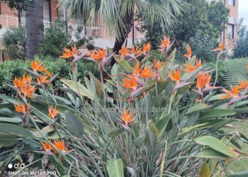 Monolocale Via Aurelia 84, San Bartolomeo al Mare - foto 2