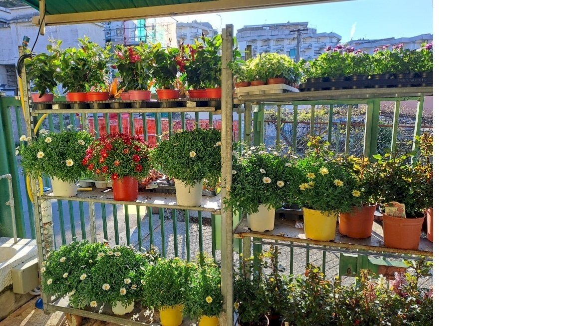 esterno2.jpg - Piante e Fiori Via Cerisola, Rapallo - foto 2