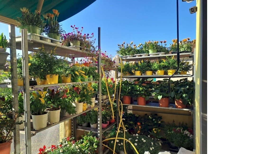 esterno3.jpg - Piante e Fiori Via Cerisola, Rapallo - foto 3