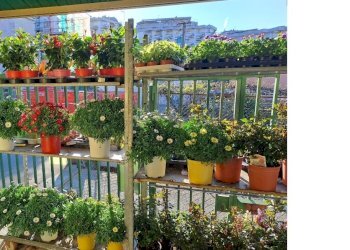 esterno2.jpg - Piante e Fiori Via Cerisola, Rapallo - foto 2