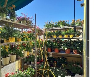 esterno3.jpg - Piante e Fiori Via Cerisola, Rapallo - foto 3