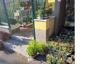 esterno5.jpg - Piante e Fiori Via Cerisola, Rapallo - foto 5