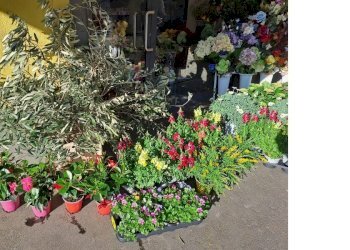 esterno7.jpg - Piante e Fiori Via Cerisola, Rapallo - foto 7