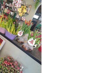 esterno10.jpg - Piante e Fiori Via Cerisola, Rapallo - foto 10