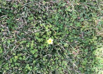 4e956322-f7aa-43a8-a44f-9058a18fb1b5.jpg - Building land Viale Epipoli, Siracusa - photo 1