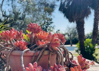 IMG_6075.jpeg - Casale Via Paterno, Ancona (zona Collemarino) - foto 10