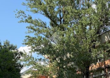 Appartamento Piazzale Bacone, Milano - foto 18