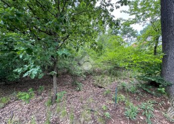 Terreno agricolo Via Rubiana, Givoletto - foto 7