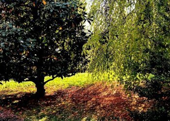 Trilocale Cornate d'Adda - foto 10