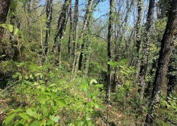 Foto 10 - Rustic localita'  casacolonna
 
1, Sassoferrato - photo 10