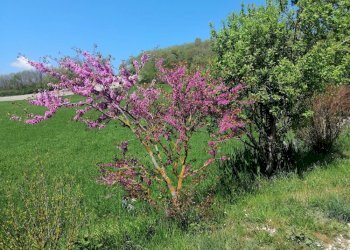 Foto 24 - Rustic localita'  casacolonna
 
1, Sassoferrato - photo 24