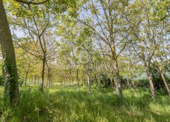 Foto 11 - Villa via giardino
 
26, San Clemente - foto 11