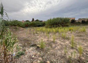 Giardino - Building land c.da Bottiglieri
 
snc, Lentini - photo 15