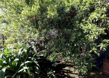 Giardino - Casa indipendente Via Civì
 
31, Fiumefreddo di Sicilia - foto 28