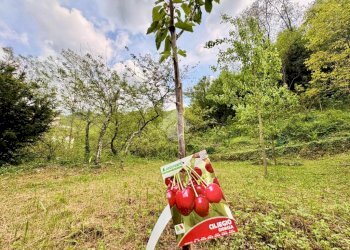 Terreno agricolo Via Piccarello, Sant'Olcese - foto 1
