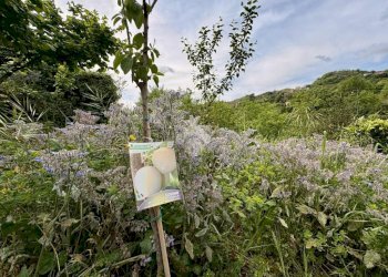 Terreno agricolo Via Piccarello, Sant'Olcese - foto 23