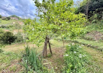 Terreno agricolo Via Piccarello, Sant'Olcese - foto 34