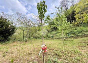Terreno agricolo Via Piccarello, Sant'Olcese - foto 41