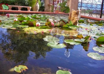 Giardino - Villa contrada bosco falconeria
 
snc, Partinico - foto 32