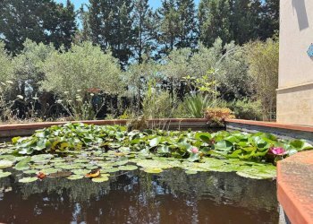 Giardino - Villa contrada bosco falconeria
 
snc, Partinico - foto 88