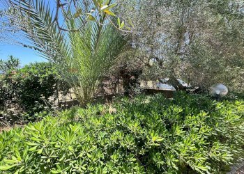 Giardino - Villa contrada bosco falconeria
 
snc, Partinico - foto 100