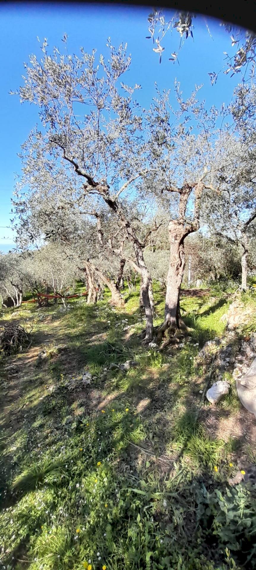 Foto 2 - Terreno agricolo via REBUTTO
 
13, Pietrasanta - foto 2