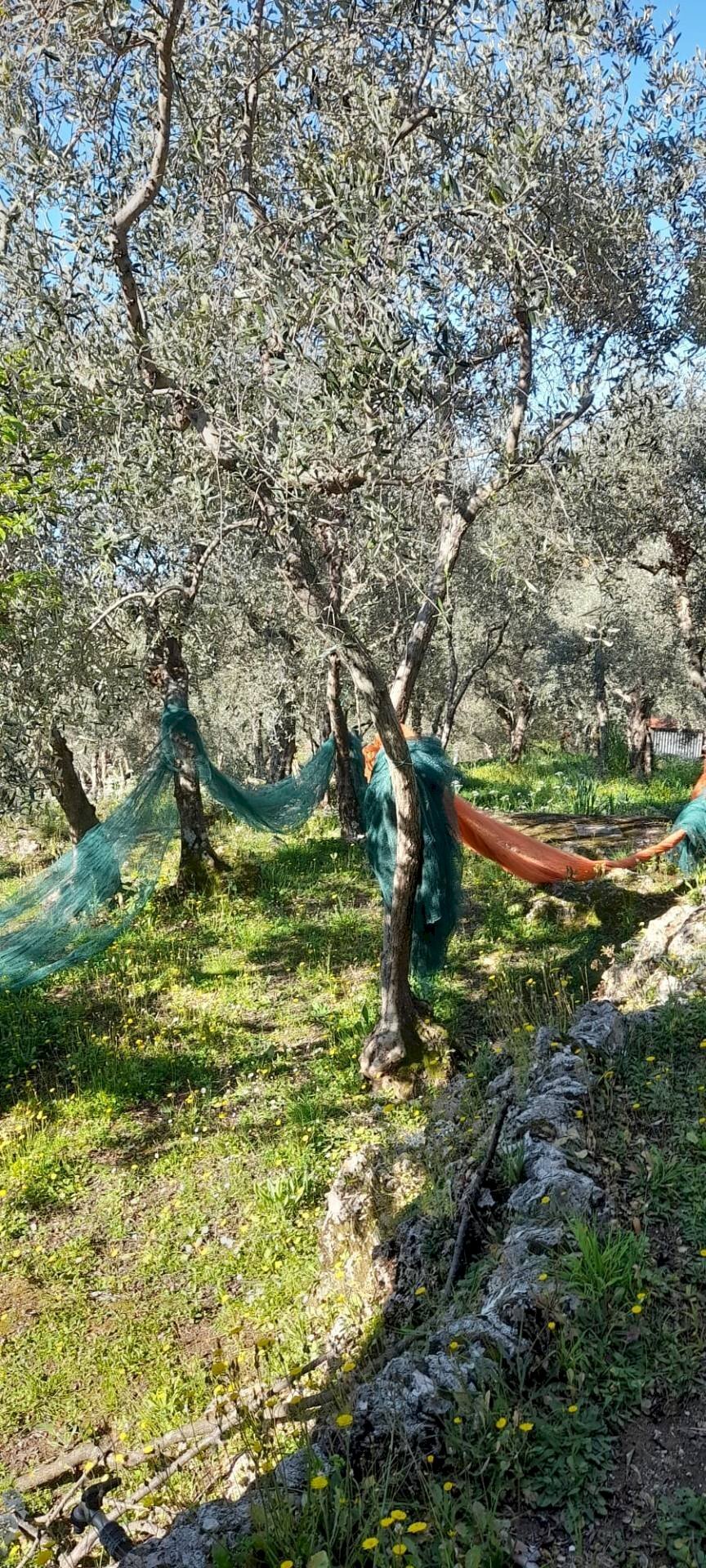 Foto 3 - Terreno agricolo via REBUTTO
 
13, Pietrasanta - foto 3