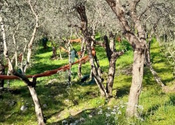 Foto 1 - Terreno agricolo via REBUTTO
 
13, Pietrasanta - foto 1