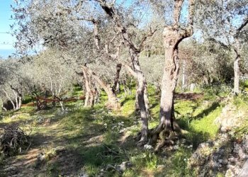 Foto 2 - Terreno agricolo via REBUTTO
 
13, Pietrasanta - foto 2