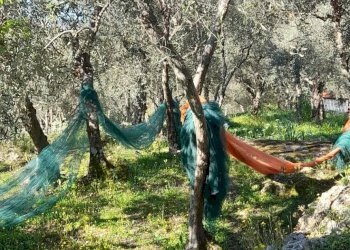 Foto 3 - Terreno agricolo via REBUTTO
 
13, Pietrasanta - foto 3