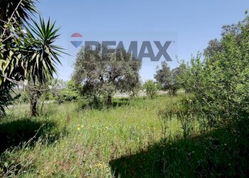 Giardino - Villa contrada zecca sp 113
 
280A, Monopoli - foto 14